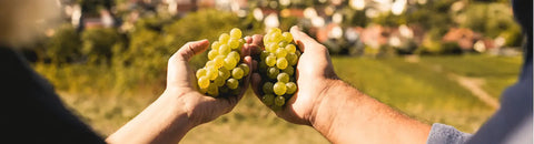Weingut Eck Ilbesheim
